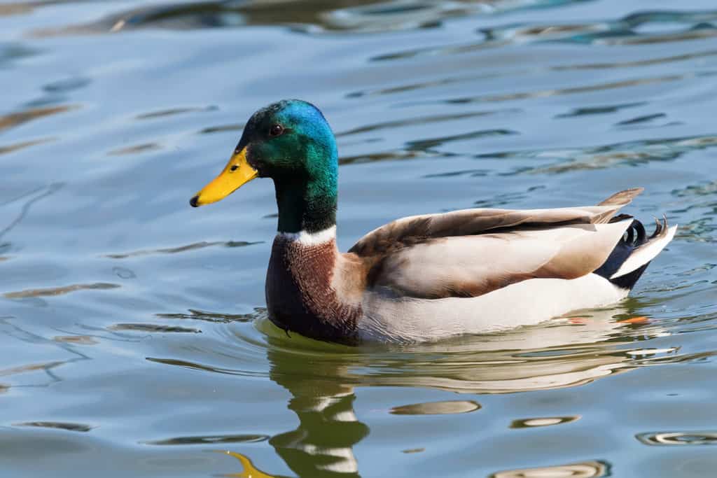 Funny Duck Names