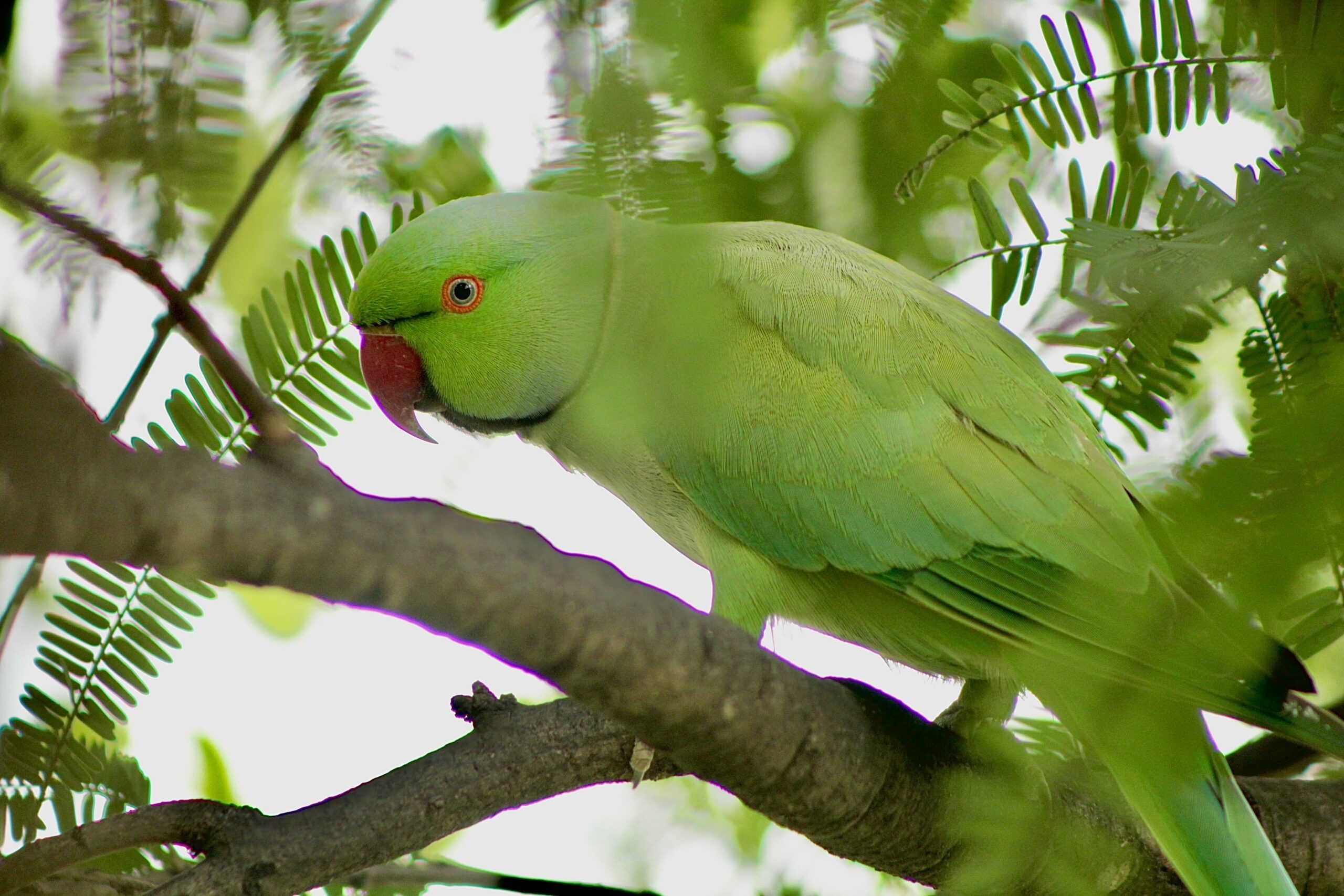 Green Parrot Names